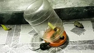 Easy Mouse Trap | DIY Mouse Trap | Rat Trap Homemade |  @goodideamousetrap6079