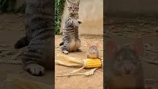Super Funny Cat Video 😹🐾#shorts #viralshorts #funnycatvideo #cat #cuteanimals #catlover