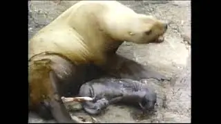 Wonders of the Wild: The Steller Sea Lion (full documentary)