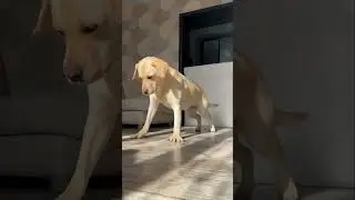 Dog workout #dog #dogs #dogshorts #workout #dogworkout #dogfitness #fitness