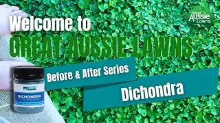 GREAT AUSSIE LAWNS: Superb results with Advanced Seed Dichondra