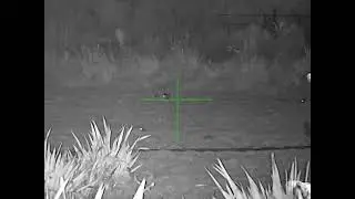 Sytong HT 70LRF observing Rabbits at 240y  Arken Zulus