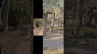 #mustwatch #qatar #alsamariayh estate#beautiful#farm #information #infoknow #infolife #education