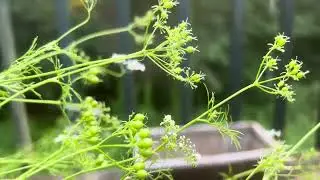 Harvesting Fresh Coriander Seeds from a Bolting Cilantro Plant - Homestead Tutorial - July 11, 2023