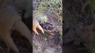 crab 🦀 waking 1/2 kg crass forest #amazing #crab #hunting #mass #shorts #trending