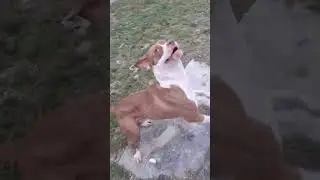 Last day with my dog max