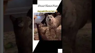 Laugh-a-Minute: The Best of Animal Comedy! 😄 #freetimefun #short