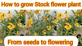 How to grow Stock flower plant from seeds to flowering/All about stock flower plant#flower#gardening