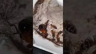 Carpenter Ant Hunts Termite