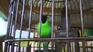 Листовка зелёная большаяGreater Green Leafbird Chloropsis sonnerati