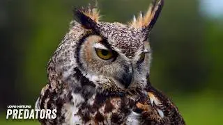 Super Hearing: How Vulnerable Prey Use Sound to Survive | Animal Senses 104