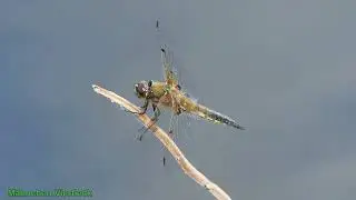 ZIERLICHE MOOSJUNGFER AM ODER HAVEL KANAL
