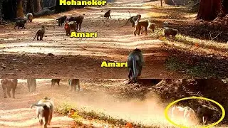 New Update! Sankra Was Chasing Hard By Obie and Bonita To Keep His Arrogant Down While Amari Crying.