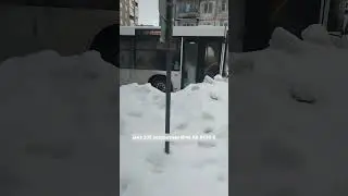 мАз 203 респектная №46 АК 8938-6 @Всемирный_транспорт