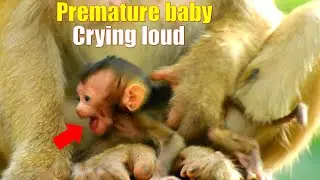 Premature newborn monkey cry loudly, Maybe newborn hungry milk, Fresh Newborn Monkey 1513