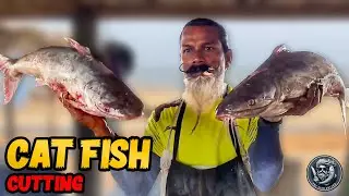 Huge Cat Fish Fast Cutting | Found Fish Eggs | Expert Cat Fish Cutting Skills