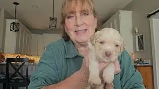  Labradoodle vs Australian labradoodle- what's the difference 