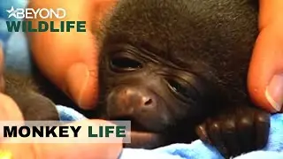 S3E06 | Getting Ready For The Next Woolly Monkey Birth | Monkey Life | Beyond Wildlife