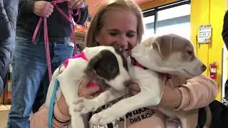 Warrior Dog Rescue  Give To The Max 2018 400
