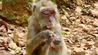 baby monkey loses appetite