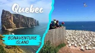 Bonaventure Island, Gaspe Peninsula in Quebec, Canada - The Largest Sea Bird Colony In North America