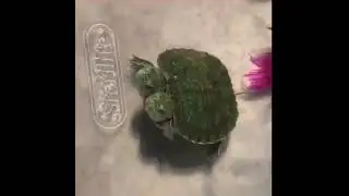 two headed turtle