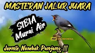 Jernih ! MASTERAN MURAI AIR NEMBAK PANJANG‼️