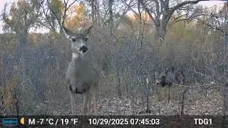 2025 Trailcam compilation   SD 480p