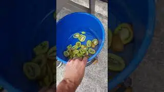 Kiwi fruit slicer operation 2