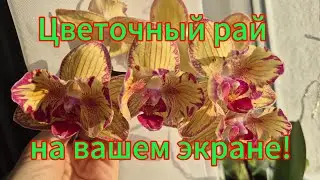 Цветение орхидей зимой!Часть2! Уютный уголок на стеллаже!#orchid #обзорорхидей #цветущиеорхидеи 