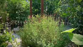Hummingbird and Hot Lips Sage (Salvia)