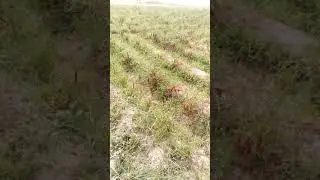 red chilli farming in pakistan