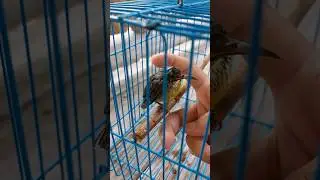 Manfaat Memandikan Burung Basah Kuyup #burung #burungkicau