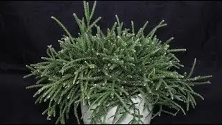 Rhipsalis pilocarpa - Korallenkaktus, Mistletoe Cactus