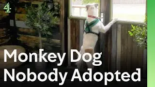 Monkey Dog Nobody Adopted Finds His Perfect Family at Long Last | The Dog House 🐶