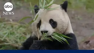 Giant pandas become newest members of the San Diego Zoo