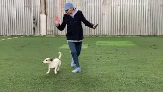 Танцы с собаками Dog dance Света Тимошина & Гувер Танец 