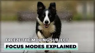 You Won't Believe How EASY it is to Focus on Moving Subjects
