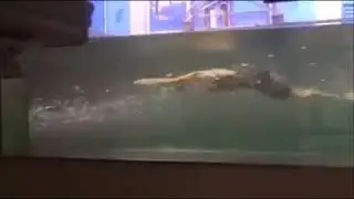 ENDLESS POOL