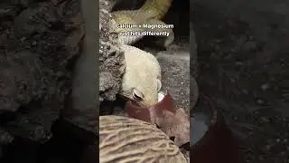 I Caught My Leopard Gecko Doing This!