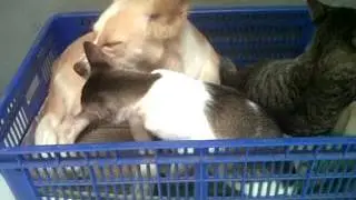 POCI anjing mengasuh 2 kucing yatim piatu dari bayi hingga remaja