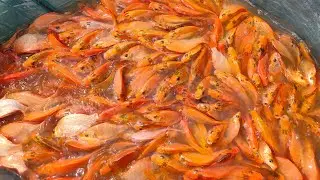 Red Carp Fish | Carp Fish Farming | Red Colour Carp fish Farming