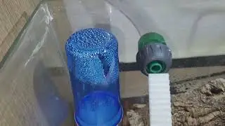 Polyrhachis dives #2 Haltungsbericht