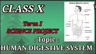 CBSE /CLASS X / SCIENCE / TERM I PROJECT/ HUMAN DIGESTIVE SYSTEM