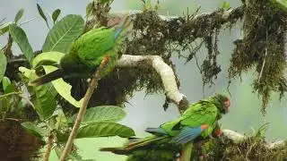 El Oro Parakeets allopreening, Buenaventura Reserve, Ecuador