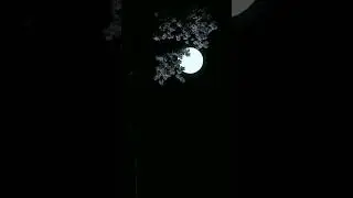 Moon 🌙 #foryou #love #aesthetic #hindi #quotes #reels #faketweet #status #trending #minivlog