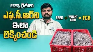 How to Calculate FCR in Aquaculture | Feed Conversion Ratio Guide