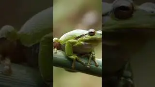 &ldquo;Frog Facts You&rsquo;ll Want to Tell Everyone!&rdquo; #animalshorts #animalchannel #frogs  #animalvideos