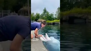 dental checkup of dolphin🐬 #dolphin #fishing #love #dentist #shorts #shortsvideo #ocean #marine