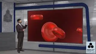 1ST YEAR BIOLOGY LEC#4 ANIMAL LIKE PROTISTS (APICOMPLEXANS)